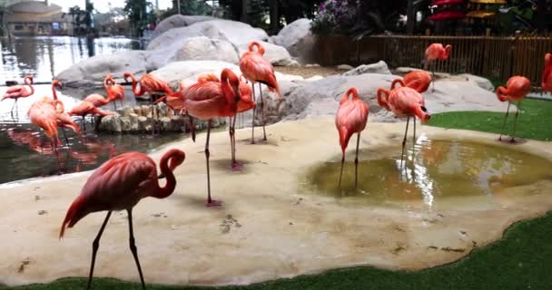 Flamingók Csoportja Áll Mellett Nyugodtan Pihen Madarak Életének Életének Flamingó — Stock videók