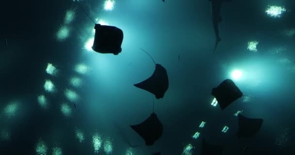 Tengeri Állatvilág Gyönyörű Egzotikus Halak Úsznak Kék Átlátszó Vízben Üveg — Stock videók