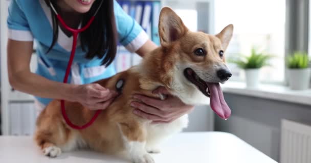Female Veterinarian Listens Dog Stethoscope Veterinary Clinic Heart Murmur Dog — Stockvideo
