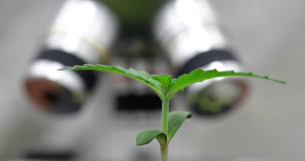 在显微镜的背景下 嫩绿色植物的萌芽在盆栽中从地下升起 植物生长与发展实验室概念 — 图库视频影像