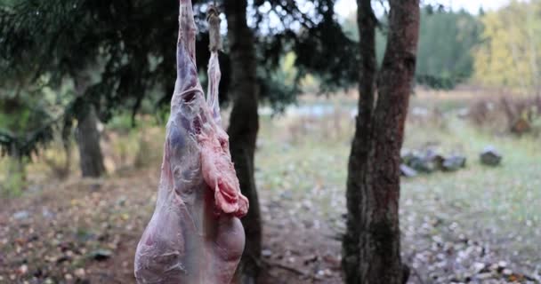 Slaktkroppar Kanindjur Hänger Naturen Matlagning Färskt Kött Utomhus — Stockvideo