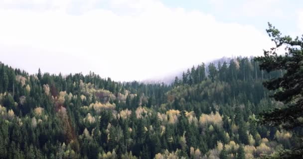 Vue Sur Les Collines Couvertes Forêts Mixtes Sombres Forêts Denses — Video