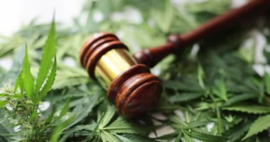 Yargıç Tokmak ve yeşil marihuana yaprakları. Yasadışı esrar satışı ve tutuklama
