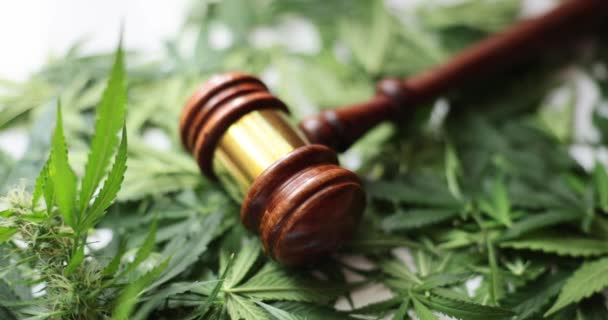 Juez Martillo Hojas Marihuana Verde Venta Ilegal Cannabis Detención — Vídeos de Stock