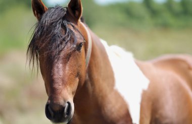 Appaloosa horse in pasture fields. Gorgeous wild horse at ranch concept
