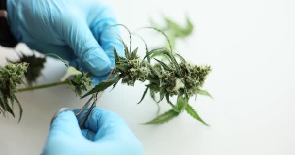 Researcher Chemist Gloves Cuts Psychoactive Cannabis Leaves Brightly Lit Lab — Stock Video