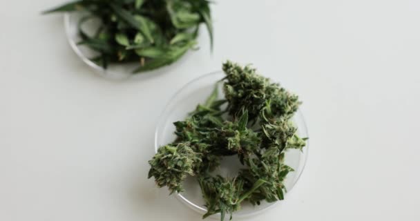 Cortar Las Hojas Cannabis Psicoactivo Para Investigación Petri Plato Cannabis — Vídeos de Stock