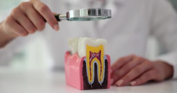 의사는 클리닉 룸에서 돋보기로 치아의 모델을 검사합니다 의사는 학생들에게 치아를 — 비디오