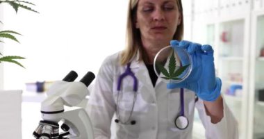 Araştırmacı, petri kabında taze marihuana yapraklarını inceliyor. Yavaş çekimin zararlı etkilerini incelemek için lastik eldiven takan asistan.
