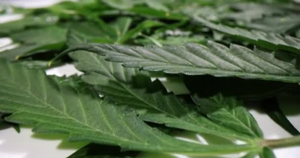 新鮮な大麻の葉は臨床実験室でテストしました 実験室のテーブルで薬用精神医薬品成分のテスト — ストック動画