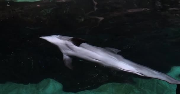 熱帯海底のサンゴ礁の間で泳ぐ灰色のサメ トロピカルシーリゾートの海洋動物園の水中自然撮影コンセプトスローモーション — ストック動画