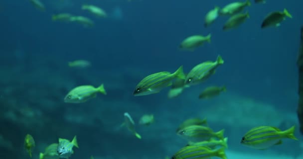 Ikan Dan Terumbu Karang Sekitar Batu Batu Yang Tergeletak Dasar — Stok Video