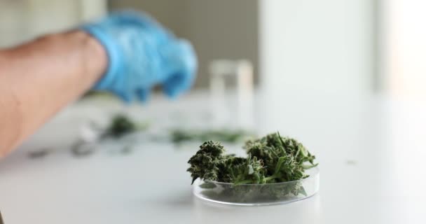 Tehnicianul Laborator Procesează Marijuana Medicală Plante Verzi Canabis Recoltă — Videoclip de stoc