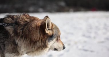 Kış manzarasında güzel bir kurt ya da köpek. Kardaki vahşi kurt