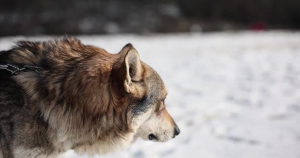 美丽的狼或狗在冬天的风景 大雪中的野狼 — 图库视频影像