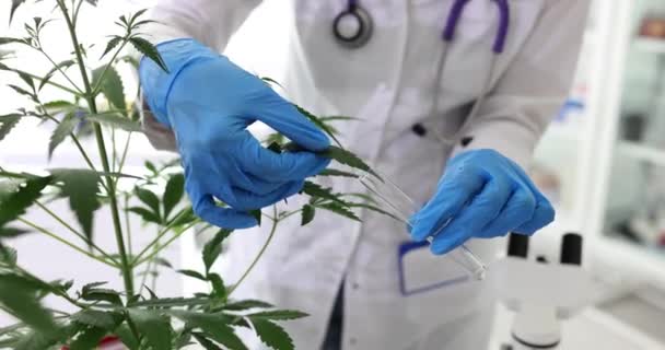 医疗工作者手拿大麻叶和灌木在试管里 为石油和医疗目的种植大麻的概念 — 图库视频影像
