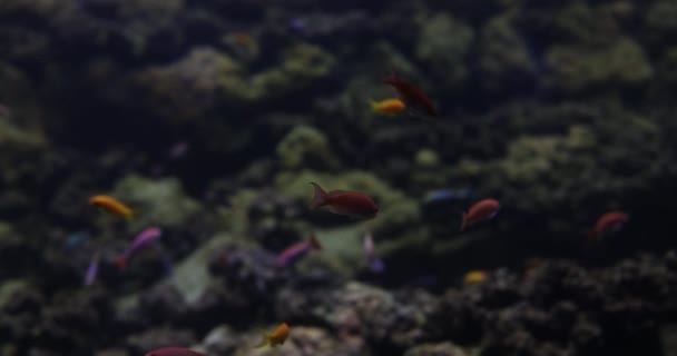 Oceanário Aquário Com Peixes Coloridos Peixes Nadam Recifes Coral — Vídeo de Stock