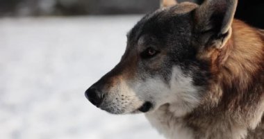 Kışın ormanda zincirli vahşi kurt ağızlığı 4k 'lık filmi yavaş çekimde çeker. Vahşi yaşam konsepti