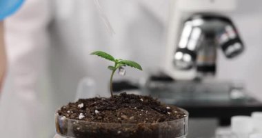 Bilim adamı kimyager, laboratuvar 4K yavaş çekimde petri kabında filizlenen küçük bitkilere gübre damlatıyor. Agrokimya ve üreme kavramı