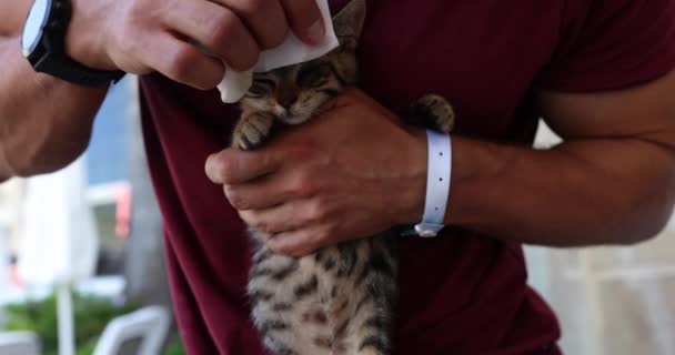 Veterinarian Doctor Wiping Cat Sore Eye Closeup Movie Slow Motion — Stock Video