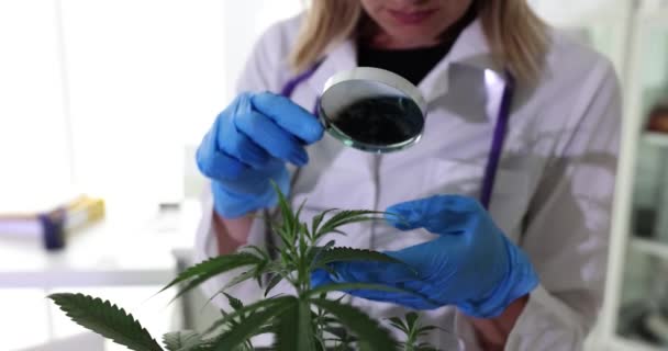 Scienziato Chimico Che Guarda Foglie Marijuana Attraverso Lente Ingrandimento Laboratorio — Video Stock