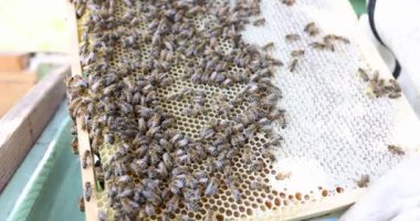 Arıcı bal peteğini arılarla doldurur. Koruyucu tulumlu arı yetiştiricisi arıcılık konseptinde bal peteği çerçevesini inceliyor.