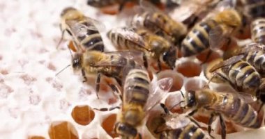 Taraklarda birçok arı bal saklar. Arıcılık konsepti