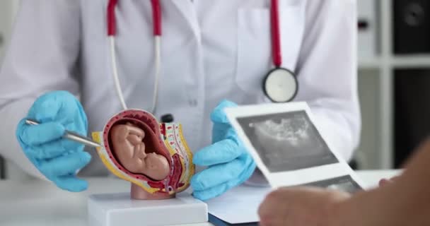 Nőgyógyász Magzat Modelljét Terhesség Ultrahangos Vizsgálatát Mutatja Nőknek Magzati Fejlődés — Stock videók