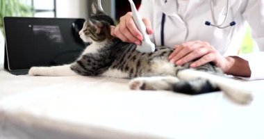 Veteriner, veteriner kliniğinde gri kedinin karın boşluğunun ultrasonunu yapıyor. İç organların ultrasonu ve hayvanlarda karın boşluğu.