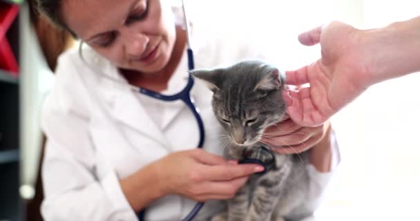 Veterinario Escucha Con Estetoscopio Corazón Gato Gris Clínica Veterinaria Auscultación — Vídeos de Stock