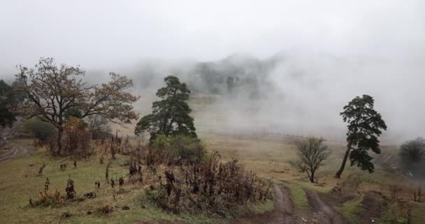 霧の緑豊かな森林や山道を混合 山の霧の朝 — ストック動画