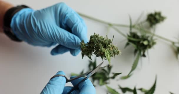 Persona Cortó Hojas Marihuana Con Tijeras Tratamiento Médico Del Cannabis — Vídeos de Stock