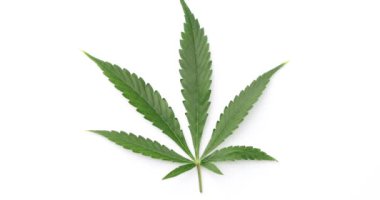 Yeşil kenevir beyaz arka plan üzerinde izole yaprakları. Büyüyen tıbbi marihuana