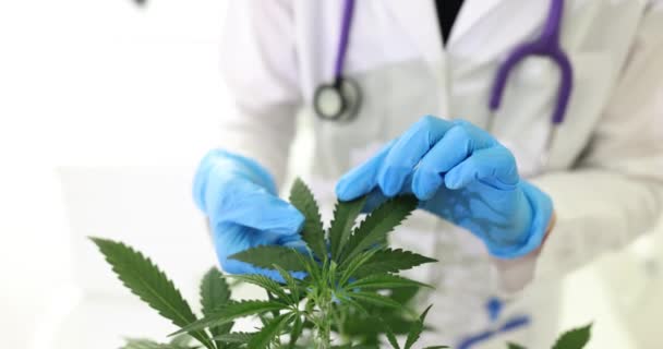 Cientista Que Estuda Folhas Óleos Maconha Investigação Sobre Cannabis Medicinal — Vídeo de Stock