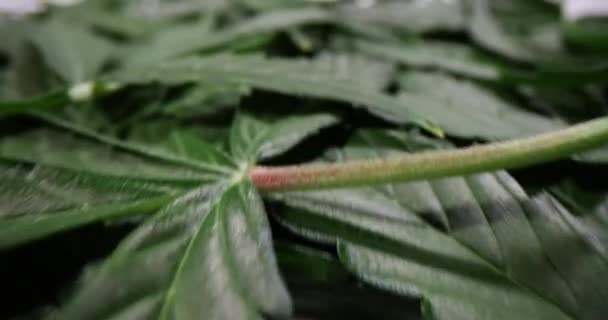 Laglig Odling Cannabisväxter Marijuanablad Eller Cannabisplantor — Stockvideo