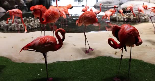 Elegant Bright Plumage Pink Flamingos Group Pink Flamingos Standing Shallow — Stock Video