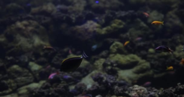 在海底或水族馆的彩色珊瑚和异国情调的鱼 美丽的天然海底背景 — 图库视频影像