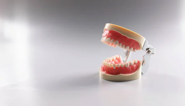 Close-up of miniature human tooth model, teeth orthodontic model or human jaw. Equipment for correcting bite. Dentistry, stomatology, teethcare concept