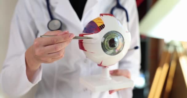 Офтальмолог Держит Образец Глаза Модели Глаза Структура Анатомии Глаз — стоковое видео