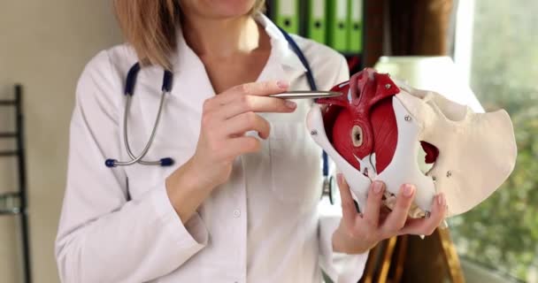 Gynekolog Visar Var Det Kvinnliga Bäckenet Med Muskler Finns Muskeldysfunktion — Stockvideo