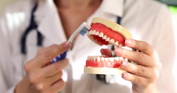 Руки Стоматолога Показывают Искусственной Челюсти Правило Чистки Зубов Зубной Щеткой — стоковое видео
