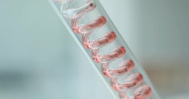 Kırmızı pembe sıvı laboratuvar malzemeleriyle spiral tüp yukarı akıyor. Sıvılar laboratuvarda inceleniyor