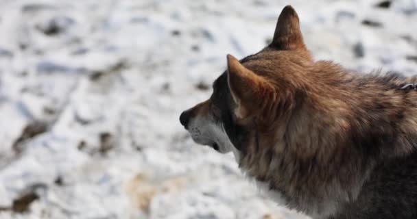 チェーンコンセプトで雪の中のワイルドオオカミや犬 — ストック動画