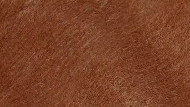 各种纹理不断变化的木材背景 选择优质木材 — 图库视频影像