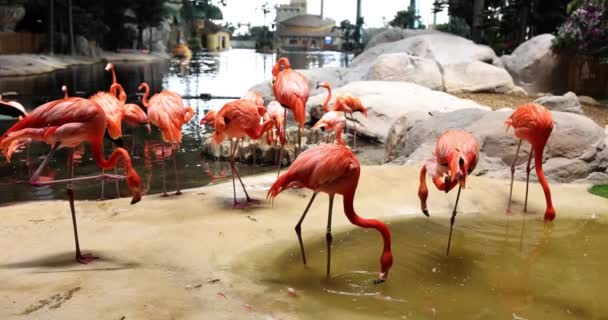 Manada Flamencos Encuentra Cerca Del Estanque Zoológico Vida Silvestre Zoológicos — Vídeo de stock