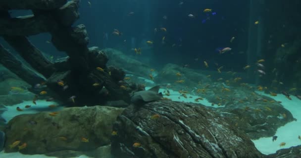 Raios Peixe Exóticos Nadam Água Azul Aquário Profundidades Oceano Belo — Vídeo de Stock
