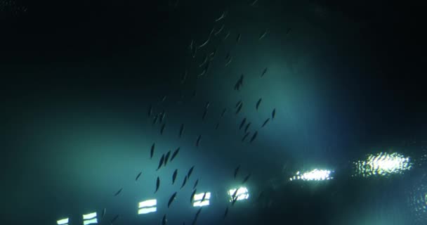 Ezüst Haliskolák Úsznak Akváriumban Fényes Lámpákban Gyönyörű Tenger Víz Alatti — Stock videók