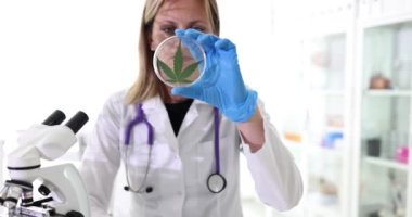 Kenevir yaprağı bilimcisi ve elleri petri kabında ve kenevir üzerinde çalışıyor ve doğal CBD 'yi analiz ediyor. Laboratuvar örneği ve THC testi