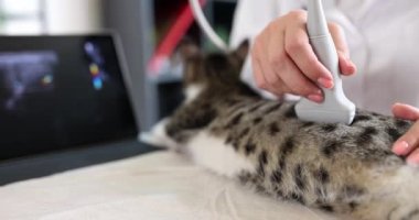 Veteriner kediye ultrason yapıyor, yakın plan. Veterinerlik kliniği için tıbbi ekipman, teşhis