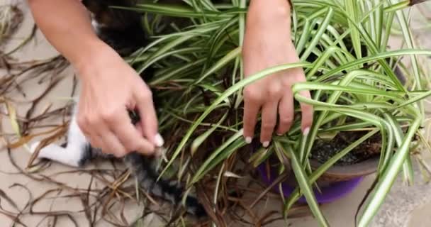 雌性手从室内植物中取出干叶 这是一个特写镜头 园艺师服务 植物移植 — 图库视频影像